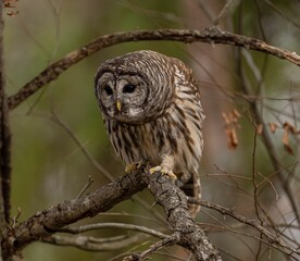 Closeup of an owl perched on the branch with a blurry background