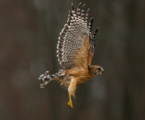 Closeup of a Hawk outstretched its wings with a blurry background