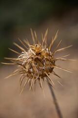 Closeup of dried and withered plant on a blurred background