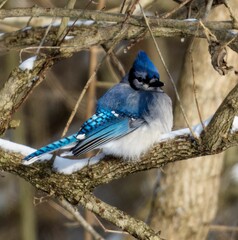 Beautiful Blue jay perched on a snow-covered branch with a blurry background