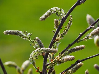 Vibrant close-up shot of a tree branch featuring delicate green leaves and buds