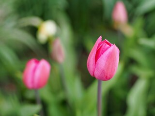 a pink flower bud on the stem of another tulip