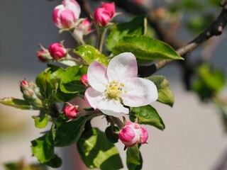 Closeup of a pink flower of an apple tree