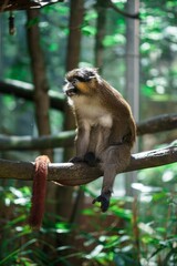 Vertical shot of a patas monkey sitting on a tree branch