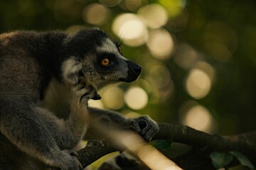 Picture of a lemur sitting on a branch and itching his ear