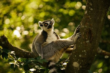 Picture of a lemur perched atop a tree branch, looking around