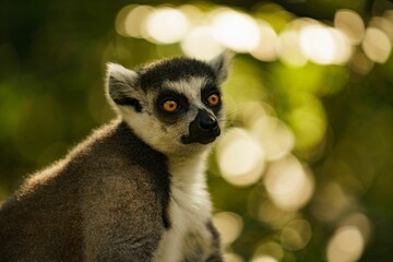 Picture of a lemur peering into the camera lens while on a tree