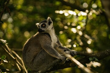 Ring-tailed Lemur is perched on a tree branch in a lush, green forest