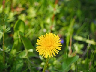 Vibrant yellow dandelion standing out against the lush green background of a grassy field