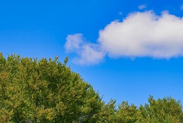 Obraz premium Vast low-angle landscape of lush green trees with a bright blue sky in the background