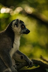 Picture of a ring-tailed lemur perched on a branch