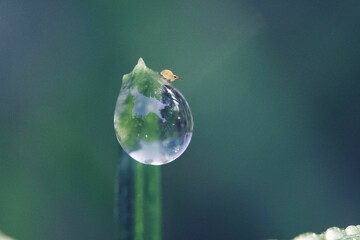 a tiny insect on a water droplet on a plant