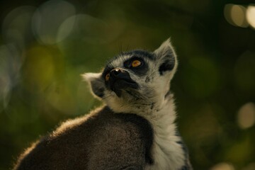 Fototapeta premium Close-up image of a lemur standing in a wooded area and looking up