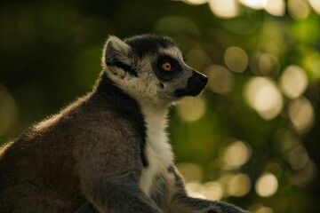 Close-up image of a lemur standing in a wooded area