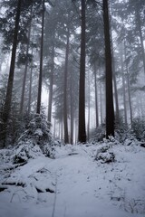 Picturesque winter scene of a snowy forest path with tall evergreen trees
