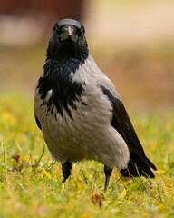 Crow looking at the camera