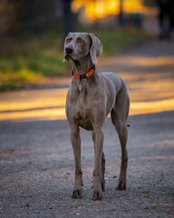 Weimaraner standing on the road with a blurred background