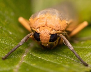 Macro shot of the scarce footman moth on a green leaf. Manulea complana.