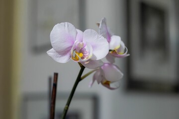 Purple Phalaenopsis Schiller in bloom with yellow centers, on a white background