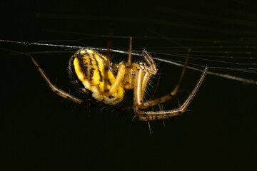 Cricket-bat orbweaver on a cobweb. Mangora acalypha.