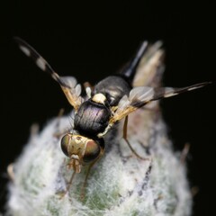 Macro shot of a Chaetopsis fly isolated on a dark background.