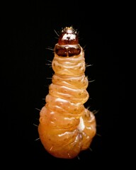 Macro shot of a larva isolated on a black background.