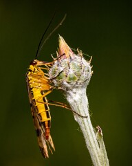 Macro shot of Panorpa communis, the common scorpionfly on a plant.