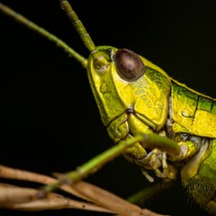 Macro shot of Omocestus viridulus, a common green grasshopper.