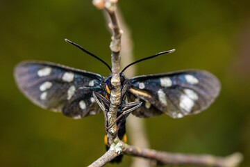Closeup shot of a nine-spotted moth or yellow belted burnet. Amata phegea.