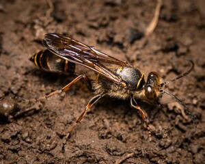 Macro shot of Sceliphron curvatum, known as the Asian mud-dauber wasp.