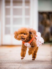 Closeup of an adorable Toy Poodle in lush green on a sunny