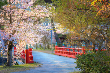 Kyoto, Japan - April 1 2023: Prefectural Uji Park with full bloom cherry blossom is the symbol of Uji City with beautiful landscape of the town and provides opportunities for repose and recreation