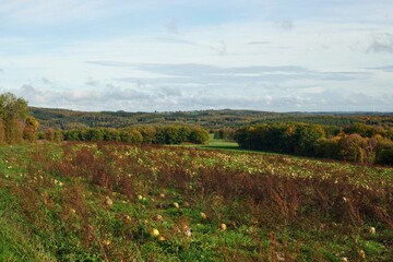 Fototapeta na wymiar Autumnal scene of an array of pumpkins amongst lush green grass in a rural setting