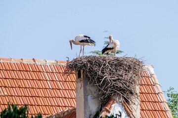 Pair of white storks, Ciconia ciconia, large birds taking care of their nest on a roof top in Ifrane