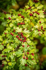 berries are growing on the tree in the park stock photo - 15663611