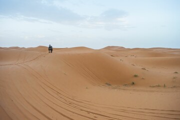 Fototapeta na wymiar Camels walking on sand dunes during sunset in Erg Chebbi desert, near Merzouga, Sahara Desert.