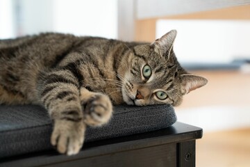 a cat sleeping on top of a wooden table in front of a chair