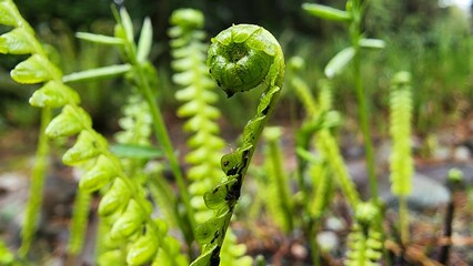 Closeup of a fiddlehead fern covered in dewdrops in a natural outdoor setting
