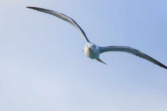 飛翔する美しいウミネコ（カモメ科）。

神奈川県中郡大磯町照ヶ崎海岸にて。
2023年10月21日撮影。

Beautiful Black-tailed Gull in flight.

At Terugasaki Beach, Oiso Town, Naka-gun, Kanagawa-pref, Japan,
photo by October 21, 2023.
