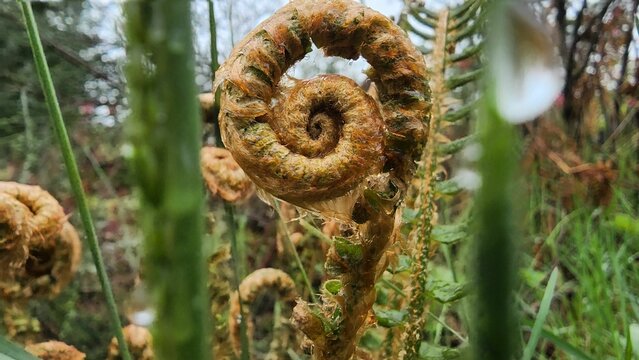 Closeup of a fiddlehead fern covered in dewdrops in a natural outdoor setting