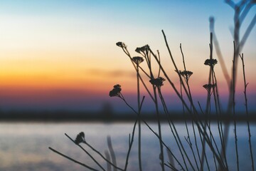 flowers with sunset behind the lake in background and water and mountains