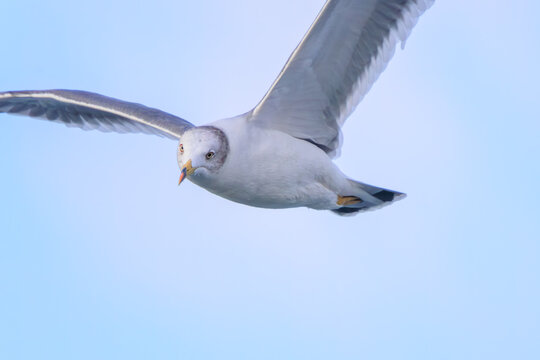 飛翔する美しいウミネコ（カモメ科）。

神奈川県中郡大磯町照ヶ崎海岸にて。
2023年10月21日撮影。

Beautiful Black-tailed Gull in flight.

At Terugasaki Beach, Oiso Town, Naka-gun, Kanagawa-pref, Japan,
photo by October 21, 2023.

