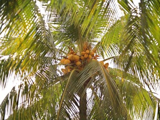 looking up at a palm tree with coconuts on it