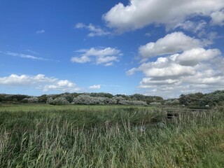 field with trees, grass and blue sky in the distance