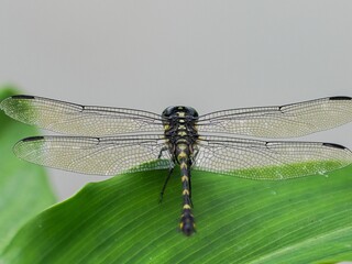Macro close-up of a dragonfly standing on a green leaf