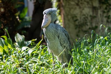 Closeup of a Shoebill perched on green grass in a zoo