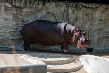 Closeup of a hippo walking around in a zoo