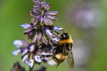 a bee that is on some purple flowers with a blurry background