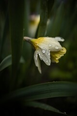 Vertical closeup of a yellow flower in green grass covered with waterdrops