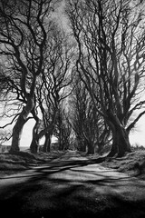 Grayscale of a pathway lined with bare trees